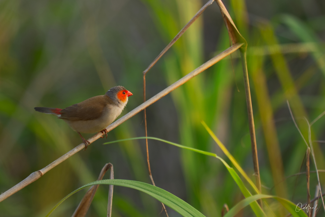 Orange-cheeked Waxbill  Chad,Estrilda melpoda,Geotagged,Orange-cheeked waxbill,Summer