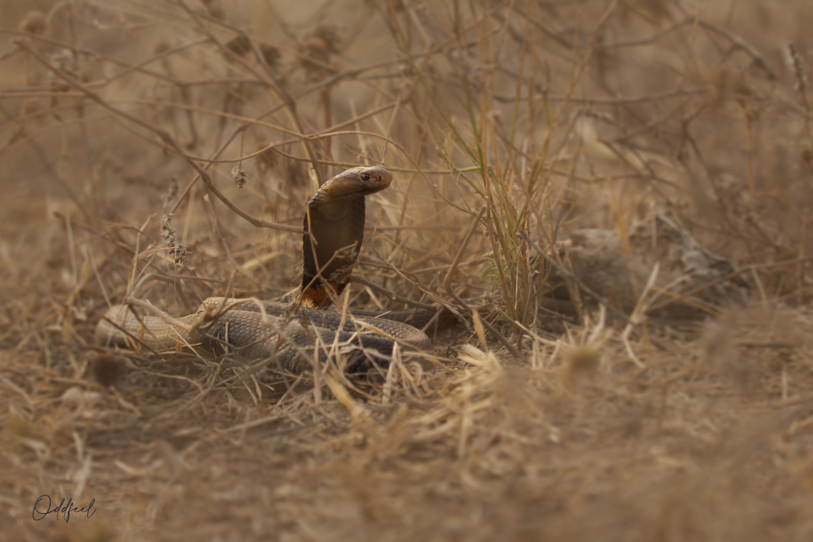 The Black-necked spitting cobra Naja nigricollis Black-necked spitting cobra,Chad,Geotagged,Naja nigricollis,Winter