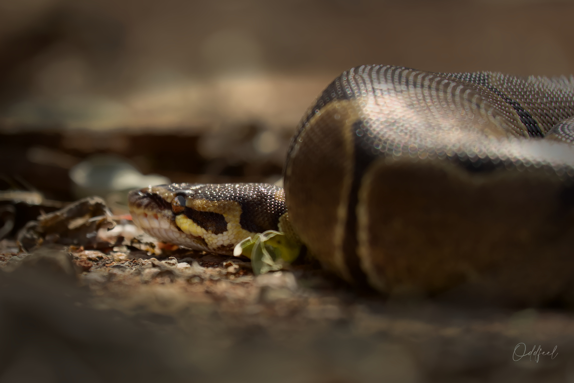 Python sebae  African rock python,Chad,Fall,Geotagged,Python sebae