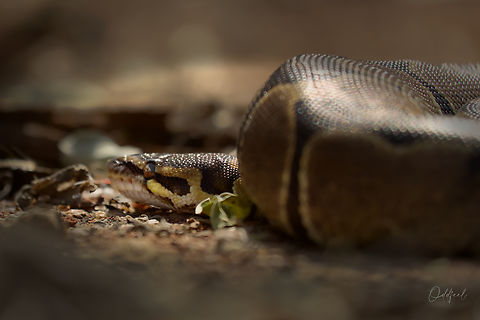 Python sebae  African rock python,Chad,Fall,Geotagged,Python sebae