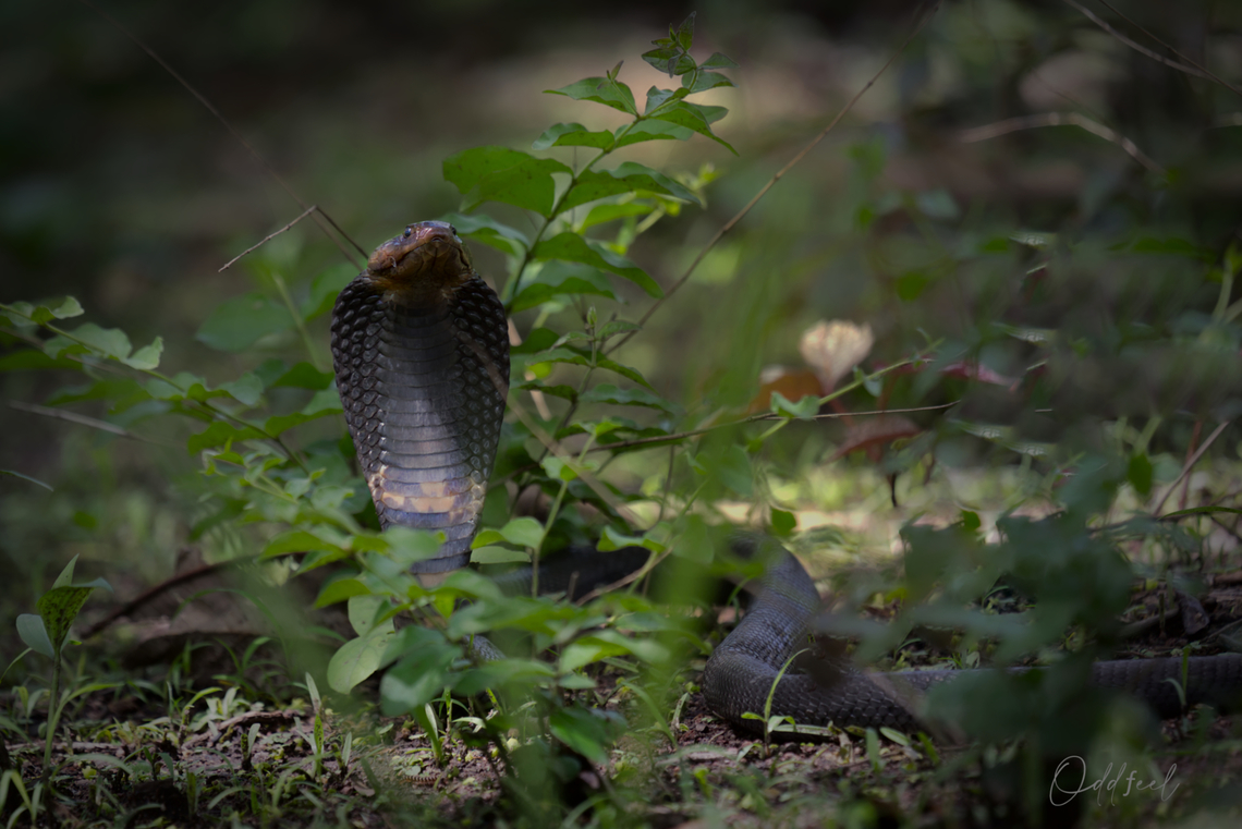The Black-necked spitting cobra  Black-necked spitting cobra,Chad,Geotagged,Naja nigricollis,Summer