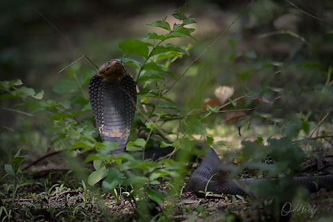 The Black-necked spitting cobra  Black-necked spitting cobra,Chad,Geotagged,Naja nigricollis,Summer