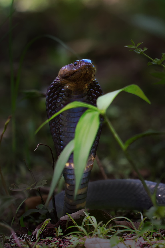 The Black-necked spitting cobra  Black-necked spitting cobra,Chad,Geotagged,Naja nigricollis,Summer