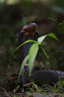 The Black-necked spitting cobra  Black-necked spitting cobra,Chad,Geotagged,Naja nigricollis,Summer