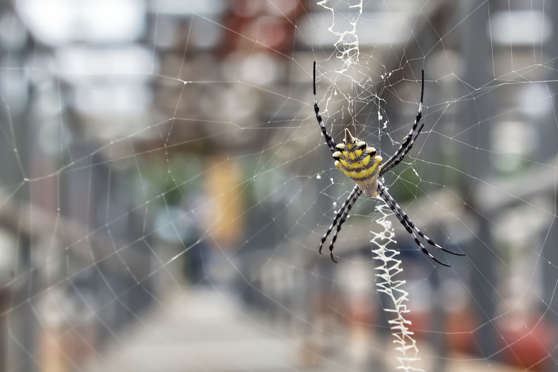 Garden Orbweavers  Argiope lobata,Chad,Geotagged,Lobed Argiope,Summer