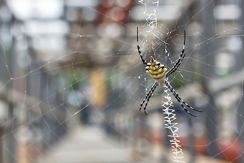 Garden Orbweavers  Argiope lobata,Chad,Geotagged,Lobed Argiope,Summer