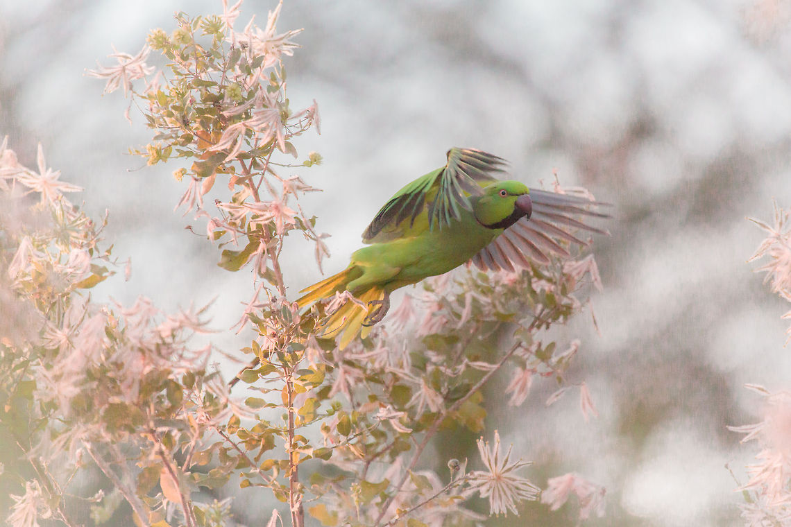 Pearly Rose-ringed Parakeet<br />
Perruche &agrave; collier<br />
<br />
Psittacula krameri<br />
<br />
Burkina Faso Africa,Afternoon,Bird,Burkina Faso,Flower,Geotagged,Lightin,Oddfeel,Psittacula krameri,Rose,Rose-ringed Parakeet,Sugar,Tree