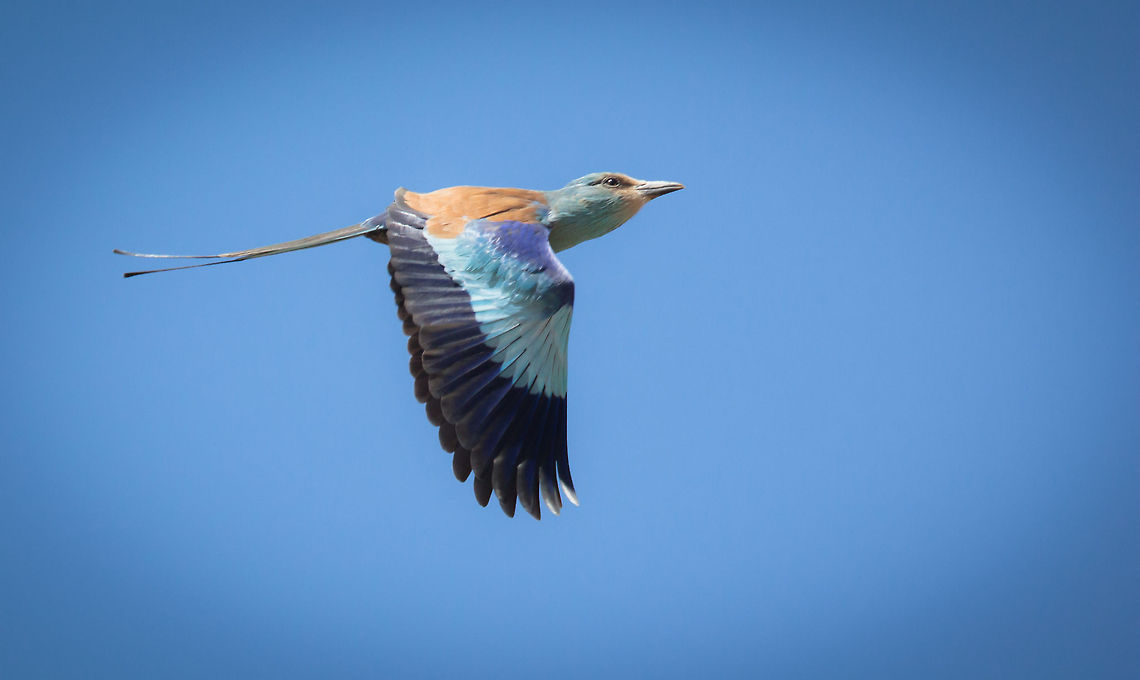 Abyssinian Rollier d&#039;Abyssinie<br />
Coracias abyssinicus - Abyssinian Roller<br />
<br />
Burkina Faso Abyssinian roller,Africa,Bird,Blue,Burkina Faso,Coracias abyssinicus,Flying,Geotagged,Oddfeel,Sky,Wing