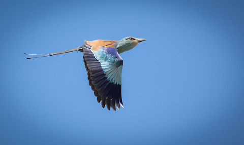 Abyssinian roller