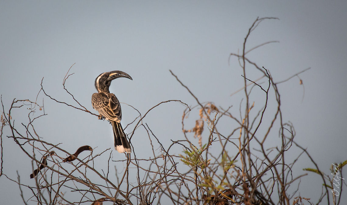 African Grey Hornbill African Grey Hornbill<br />
<br />
Burkina Faso Africa,African Grey Hornbill,Burkina Faso,Oddfeel,Tockus nasutus