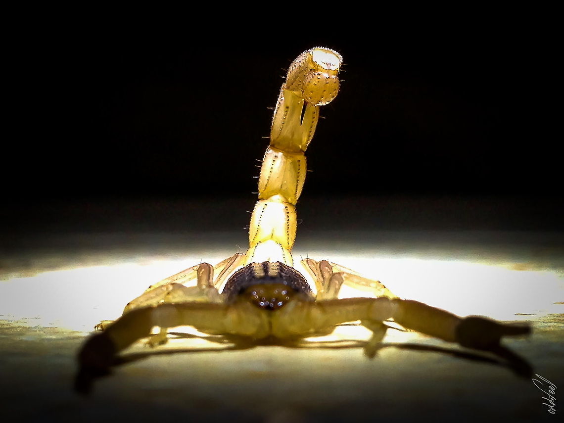 Sting of Fear Scorpion pictured in my room during an evening thunderstorm in Burkina Faso Africa,Burkina Faso,Fear,Geotagged,Iphone,Lightin,Oddfeel,Scorpion,String,Yellow