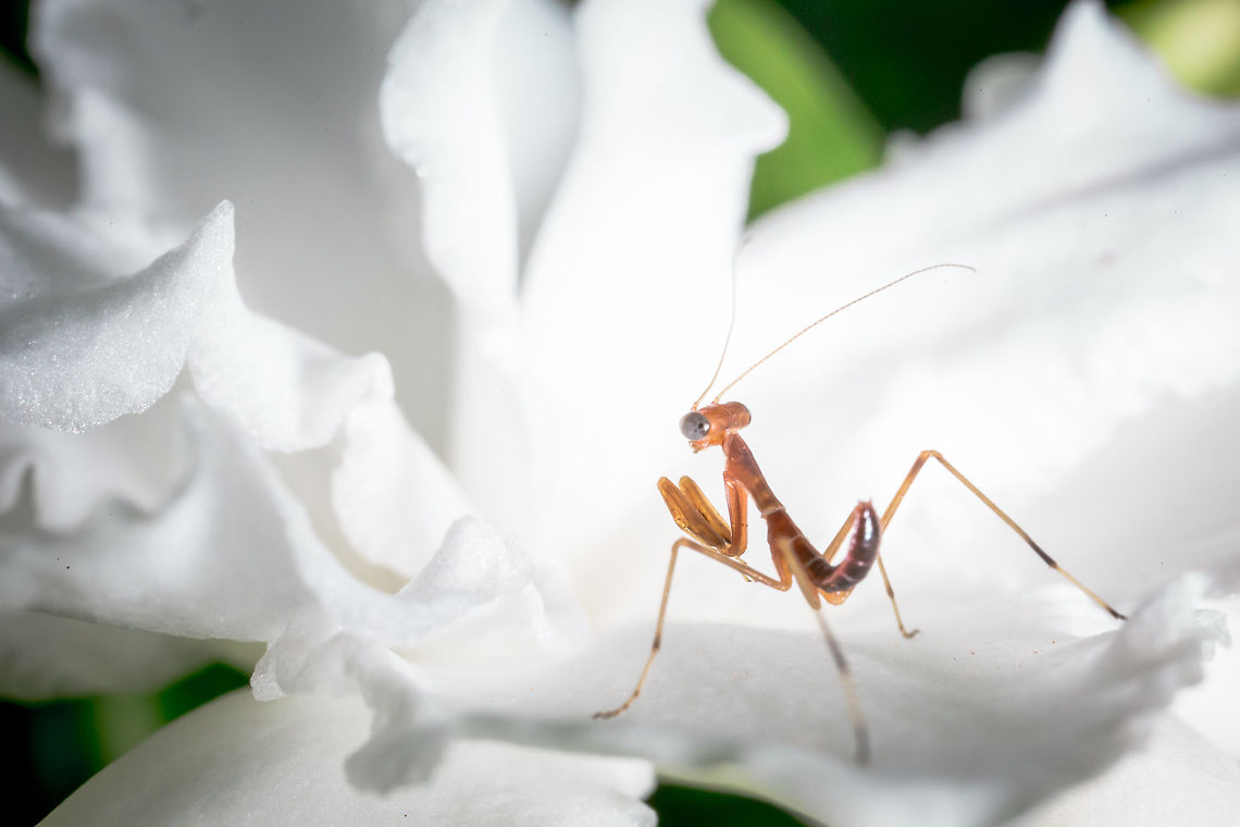 Baby Mantis Baby Mantis in a bed of gardenia's flower, Burkina Faso Africa,Baby,Burkina Faso,European Mantis,FLower,Gardenia,Geotagged,Lightin,Mantis,Mantis religiosa,Oddfeel,White