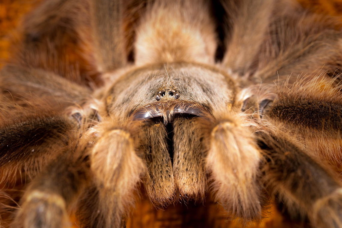 Shaggy Wild tarantula pictured in the village of Koussaro, Burkina Faso. Burkina Faso,Geotagged