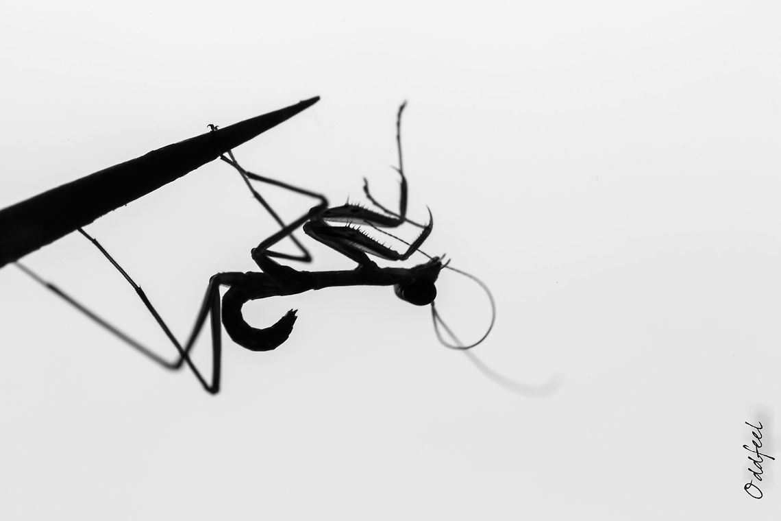 Chinese Baby mantis on a lime tree branch<br />
Burkina Faso Africa,Baby,Burkina Faso,Dark,Geotagged,Light,Lime,Mantis,Oddfeel,Shadow,Tree