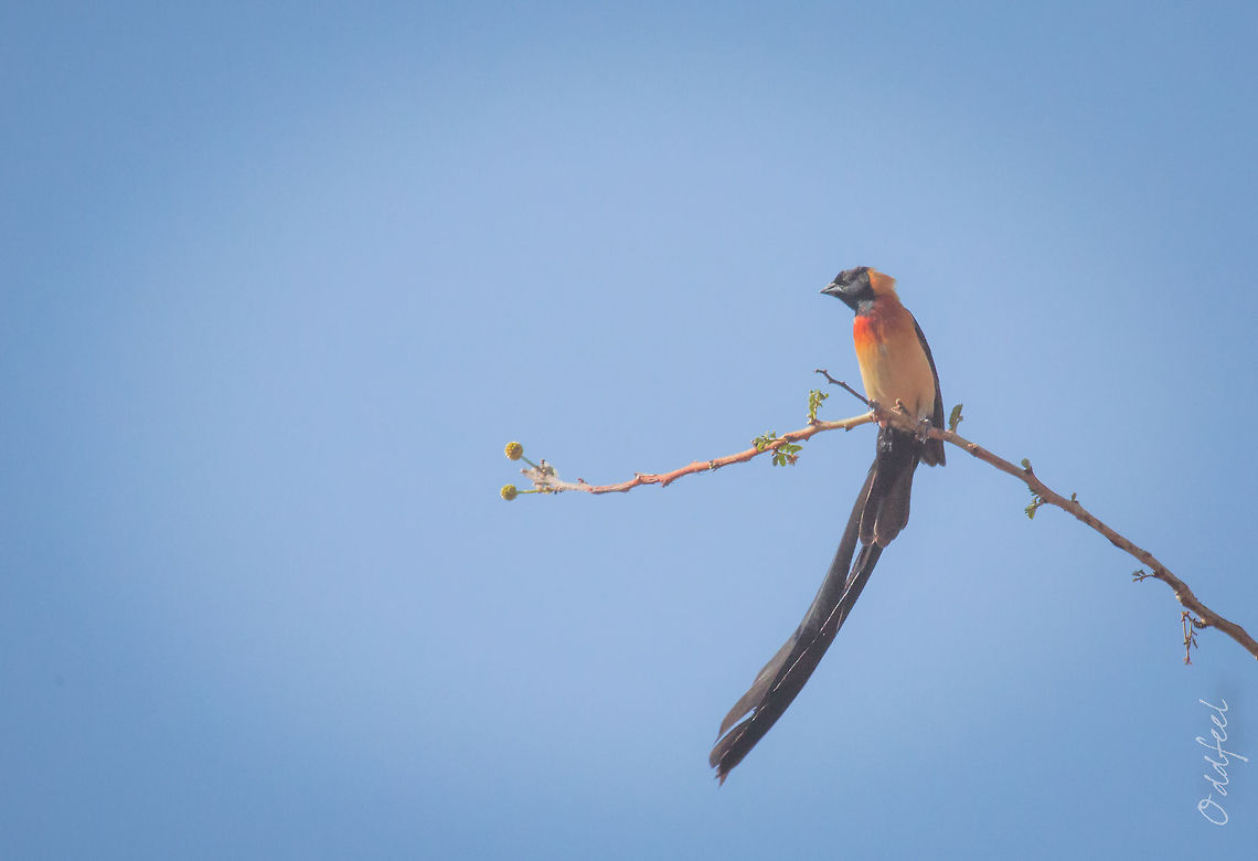 Sahel paradise whydah Sahel Paradise Whydah - Vidua orientalis<br />
Veuve &agrave; collier d'or Burkina Faso,Geotagged,Sahel paradise whydah,Vidua orientalis