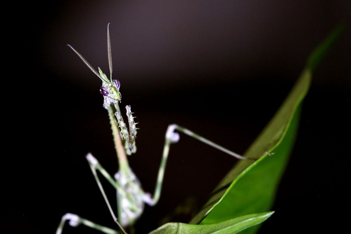 Amethyst Devil Empusa guttula<br />
<br />
Burkina Faso 100 mm,Africa,Amethyst,Burkina Faso,Empusa guttula,Eye,Game,Geotagged,Leave,Oddfeel,Purple