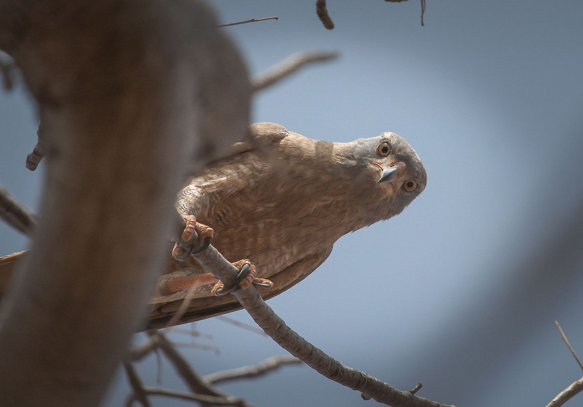 Who are you? Busautour des sauterelles<br />
<br />
Butastur rufipennis<br />
Grasshopper Buzzard<br />
<br />
Burkina Faso Africa,Big,Burkina Faso,Dark chanting goshawk,Eyes,Geotagged,Melierax metabates,Oddfeel,Tree