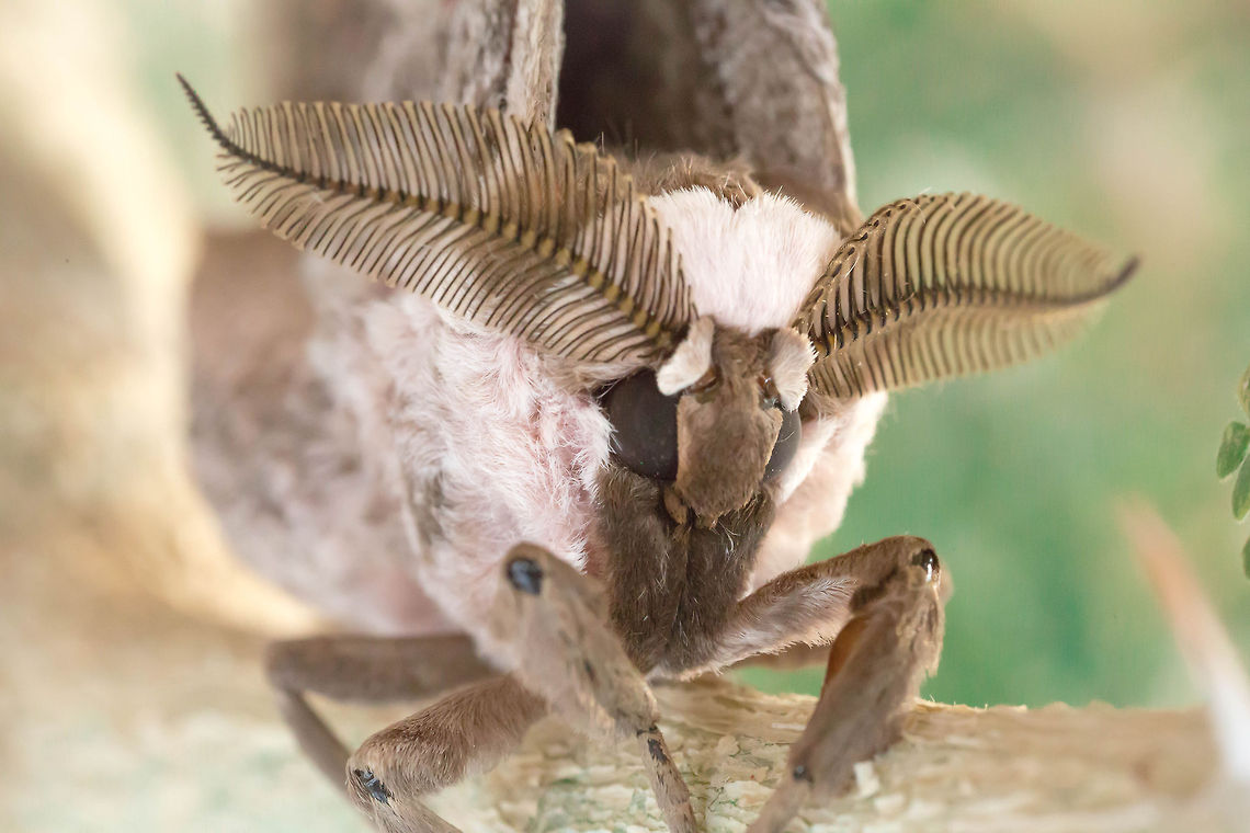 The King..  ...is waiting for the Stars<br />
<br />
Burkina Faso Africa,Antena,Burkina Faso,Geotagged,Giant Peacock Moth,Moth,Oddfeel,Saturnia pyri,Stars