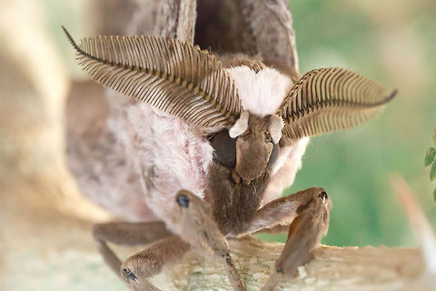 The King..  ...is waiting for the Stars

Burkina Faso Africa,Antena,Burkina Faso,Geotagged,Giant Peacock Moth,Moth,Oddfeel,Saturnia pyri,Stars