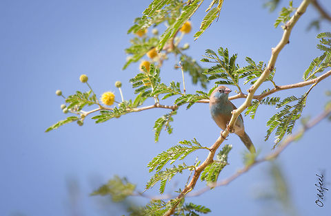 Well this is a female... ...so don't look for the red-cheek :D

Burkina Faso Burkina Faso,Geotagged,Red-cheeked Cordon-bleu,Uraeginthus bengalus
