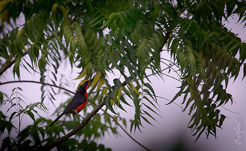 Gonolek Yellow-crowned Gonolek
Gonolek de Barbarie
Laniarius barbarus -  Burkina Faso,Geotagged,Laniarius barbarus,Yellow-crowned gonolek