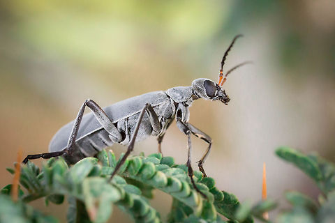Little grey blister beetle