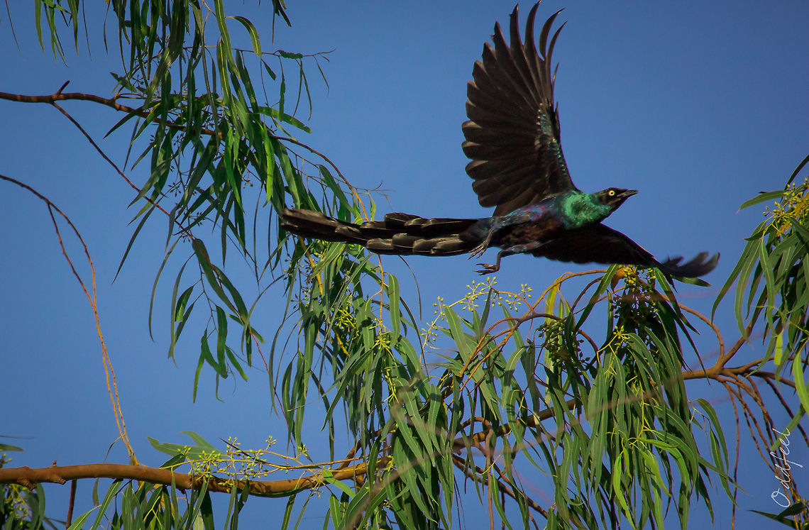 Long-tailed Glossy Starling Long-tailed Glossy Starling<br />
Choucador &agrave; longue queue<br />
<br />
Lamprotornis caudatus   Burkina Faso,Geotagged,Lamprotornis caudatus,Long-tailed glossy starling