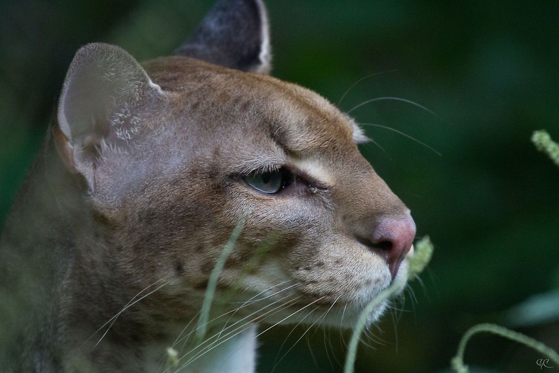 Golden Cat Profelis Aurata<br />
African Golden Cat<br />
Chat Dor&eacute;<br />
<br />
Gabon African golden cat,Gabon,Geotagged,Profelis aurata