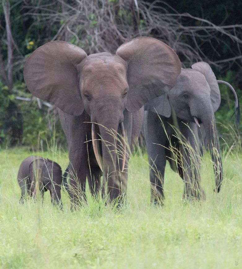 Assala African Forest Elephant<br />
<br />
Loxodonta Cyclotis<br />
Gabon<br />
<br />
 African forest elephant,Gabon,Geotagged,Loxodonta cyclotis
