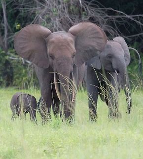 Assala African Forest Elephant

Loxodonta Cyclotis
Gabon

 African forest elephant,Gabon,Geotagged,Loxodonta cyclotis