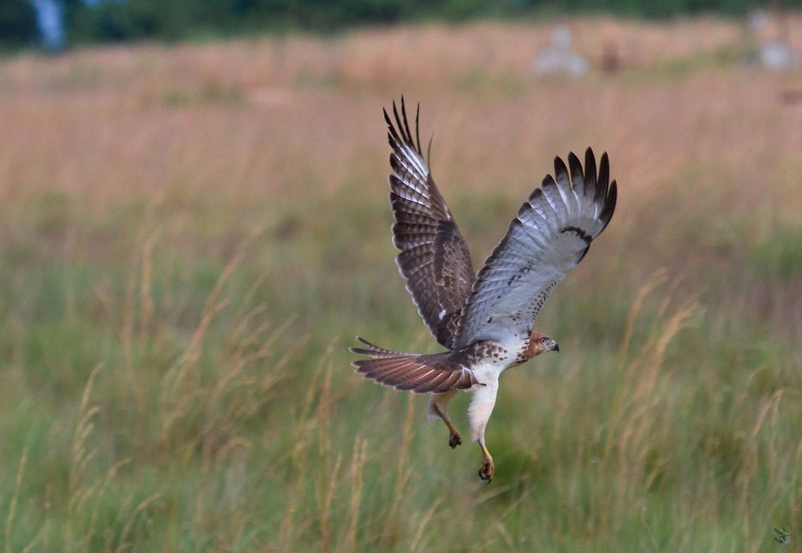 Red-Necked Buzzard Red-Necked Buzzard<br />
Buse d'Afrique<br />
<br />
Buteo auguralis Buteo auguralis,Gabon,Geotagged,Red-necked buzzard