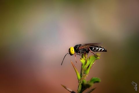 Genus:	Tachysphex Tachysphex


Burkina Faso Burkina Faso,Geotagged,Tachysphex