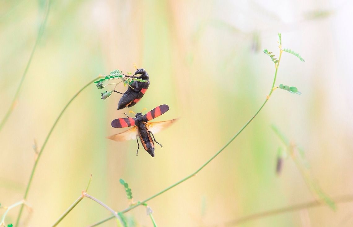 Hycleus Hycleus<br />
<br />
<br />
Burkina Faso Burkina Faso,Geotagged,Hycleus polymorphus