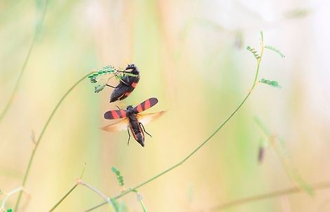 Hycleus Hycleus


Burkina Faso Burkina Faso,Geotagged,Hycleus polymorphus