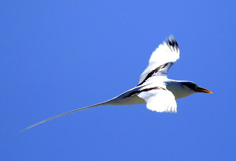 Phaethon The White-tailed tropicbird

Phaethon lepturus

Mauritius  Geotagged,Mauritius,Phaethon  lepturus,White-tailed tropicbird