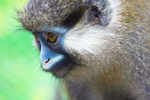 Moustac The Moustached guenon
Cercopithecus cephus

Gabon Cercopithecus cephus,Gabon,Geotagged,Moustached guenon