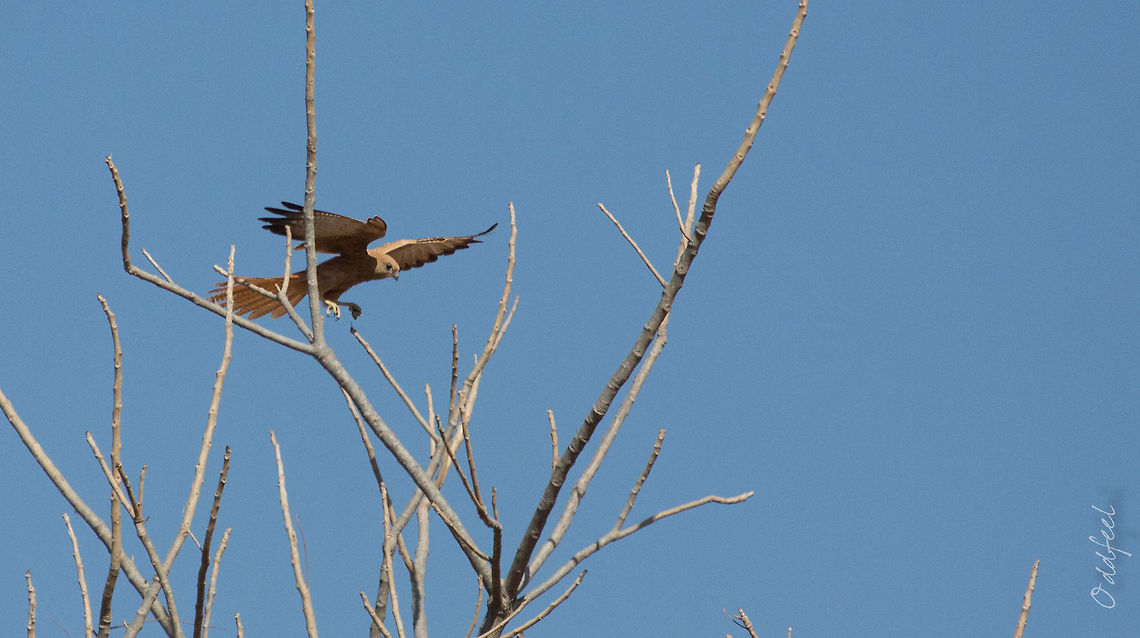 Fox Kestrel Fox Kestrel<br />
Cr&eacute;cerelle renard<br />
Falco alopex - <br />
<br />
 Burkina Faso,Falco alopex,Fox kestrel,Geotagged