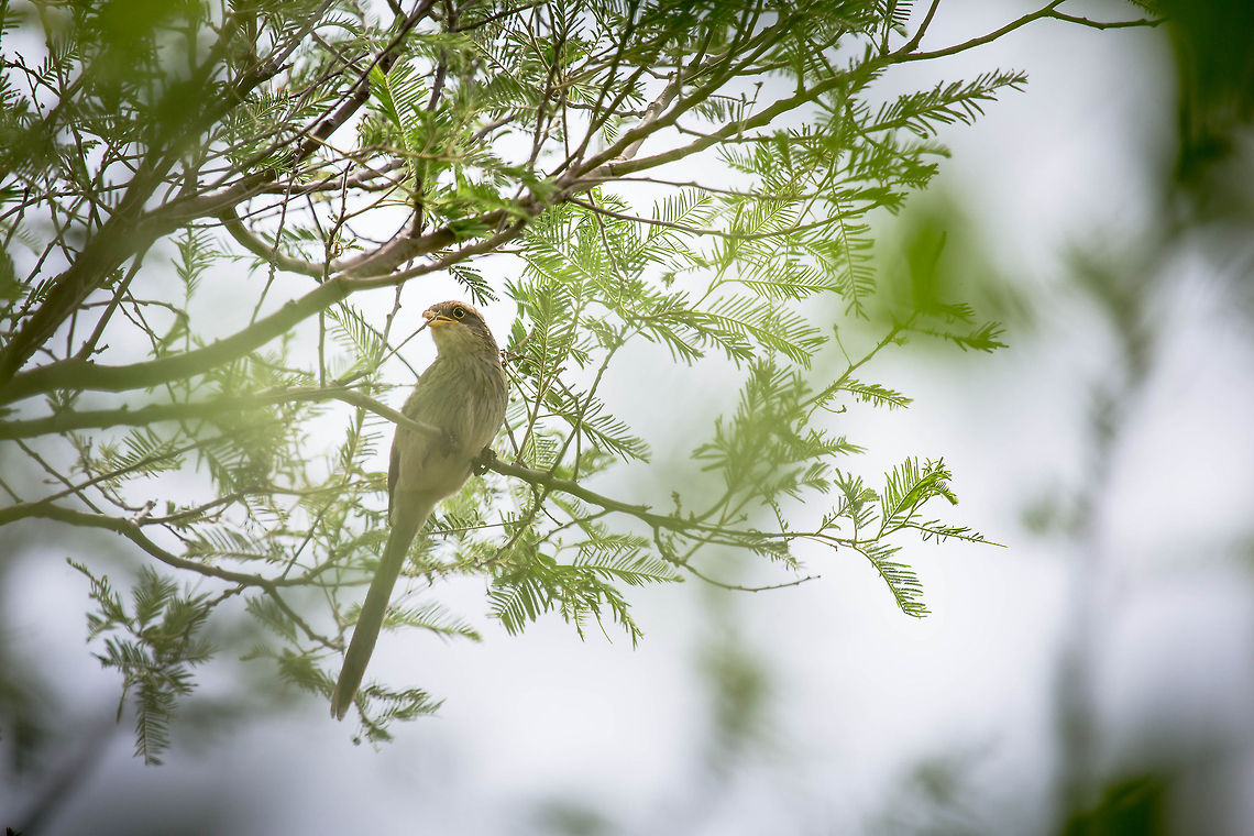 Yellow-billed Shrike Yellow-billed Shrike<br />
<br />
Corvinelle &agrave; bec jaune<br />
Corvinella corvina Burkina Faso,Corvinella corvina,Geotagged