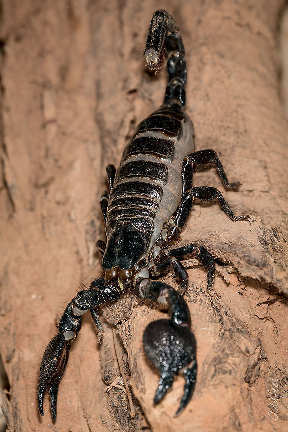 The Emperor scorpion The Emperor scorpion<br />
<br />
Pandinus imperator<br />
Burkina Faso Burkina Faso,Emperor scorpion,Geotagged,Pandinus imperator