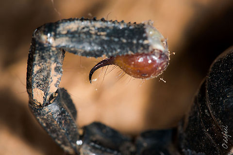 The Emperor scorpion Sting details The Emperor scorpion 

Sting details for the JungleDragon's Collection

Burkina Faso Burkina Faso,Emperor scorpion,Geotagged,Pandinus imperator