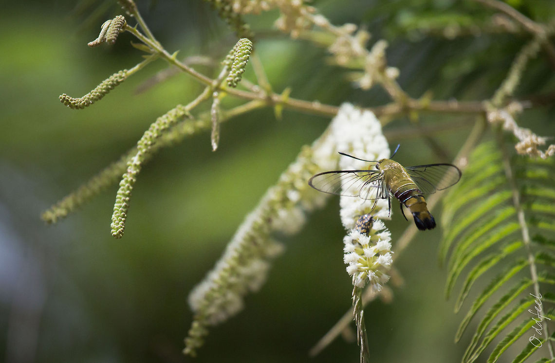 The Pellucid Hawk Moth The Pellucid Hawk Moth<br />
The Cephonodes hylas<br />
<br />
Burkina Faso Burkina Faso,Cephonodes hylas,Geotagged