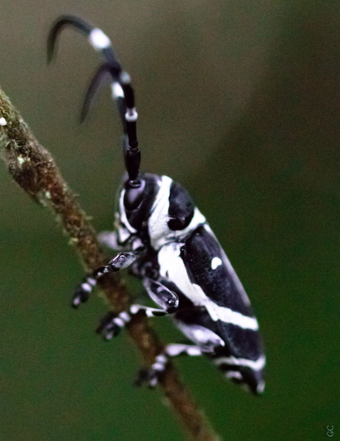 Poimenesperus ligatus  Arthropoda > Insecta > Coleoptera > Cerambycidae > Poimenesperus > Poimenesperus ligatus<br />
<br />
Gabon Gabon,Geotagged,Poimenesperus ligatus