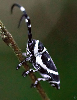 Poimenesperus ligatus  Arthropoda > Insecta > Coleoptera > Cerambycidae > Poimenesperus > Poimenesperus ligatus

Gabon Gabon,Geotagged,Poimenesperus ligatus