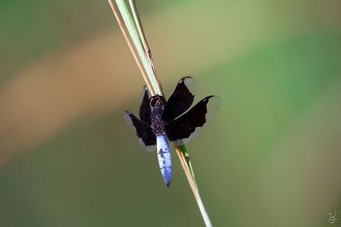 Blue darkness The Palpopleura lucia
Lucia Widow

Gabon

 Gabon,Geotagged,Palpopleura lucia