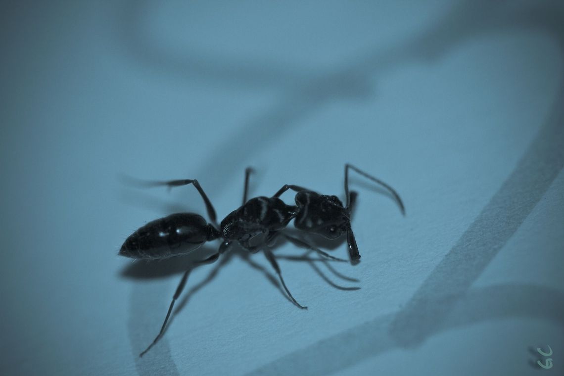 Odontomachus troglodytes Odontomachus troglodytes<br />
Phylum:  Arthropoda<br />
Class:  Insecta<br />
Order:  Hymenoptera<br />
Family:  Formicidae<br />
Subfamily:  Ponerinae<br />
Tribe:  Ponerini<br />
Genus:  Odontomachus<br />
Species:  O. troglodytes<br />
<br />
Gabon Gabon,Geotagged,Odontomachus troglodytes