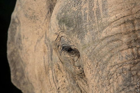 The Elder Loxodonta africana

The African bush elephant

Zambia African bush elephant,Geotagged,Loxodonta africana,Zambia