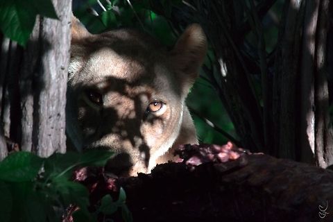 In the dark Panthera leo leo

Eating Zebra inside the bush shadow

Zambia 800 mm,Canon EOS 5D Mark III,Geotagged,Lion,Nature,Panthera leo,Zambia,big cat,eating,eye,faune,wild,zebra