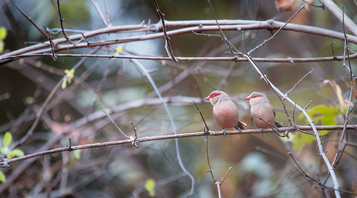 Black-rumped Waxbill Black-rumped Waxbill<br />
Astrild cendr&eacute;<br />
Estrilda troglodytes <br />
<br />
Burkina Faso Black-rumped waxbill,Burkina Faso,Estrilda troglodytes,Geotagged
