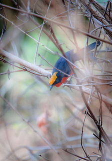 The Yellow-crowned gonolek Laniarius barbarus

Burkina Faso Burkina Faso,Geotagged,Laniarius barbarus,Yellow-crowned gonolek