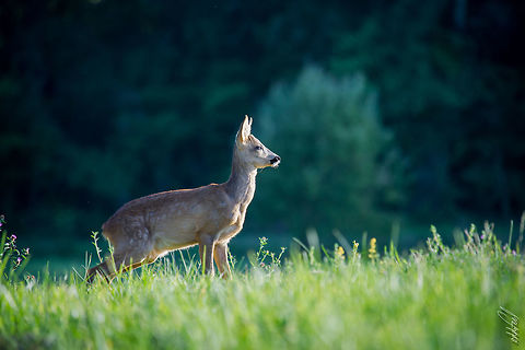Last rays of sun Roe Deer

Dordogne
France Capreolus capreolus,France,Geotagged,Roe deer,Summer,fawn,field,wild,wildlife